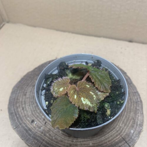 IMG_8002 Begonia lugonis