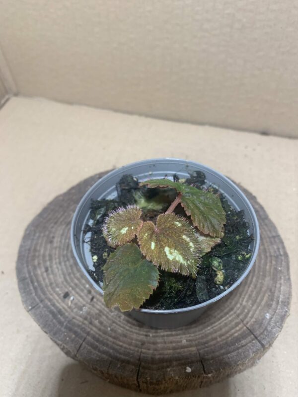 IMG_8002 Begonia lugonis