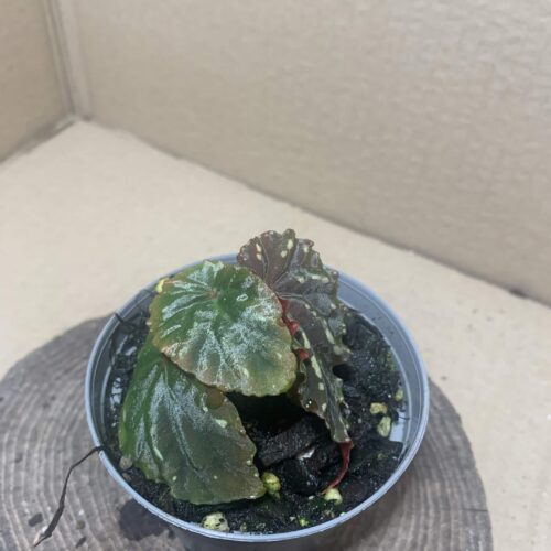 Begonia atricha