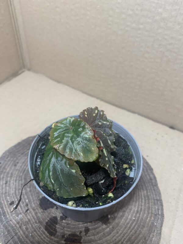 Begonia atricha