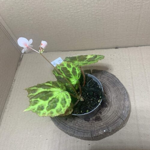 IMG_8005 Begonia sp Pandang Lawas