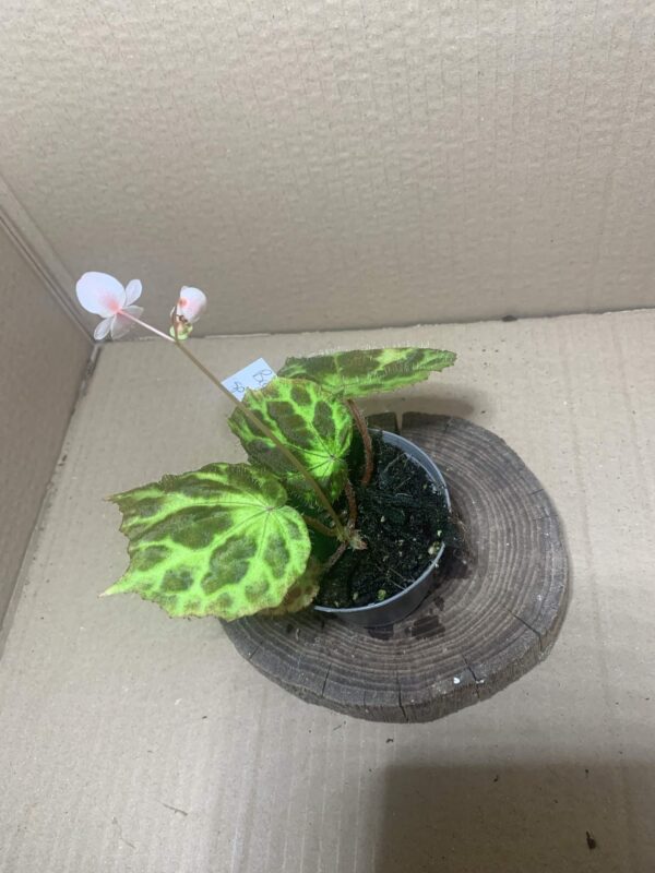 Begonia sp Pandang Lawas