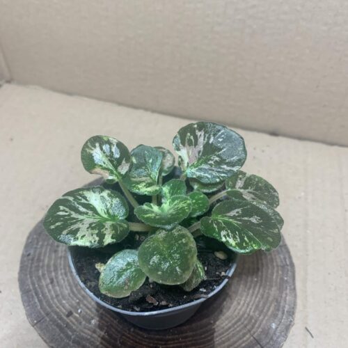 Streptocarpus diplotricha variegata