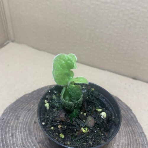 Piper clypeatum