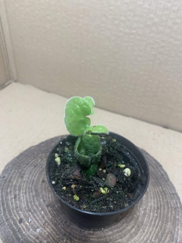 Piper clypeatum
